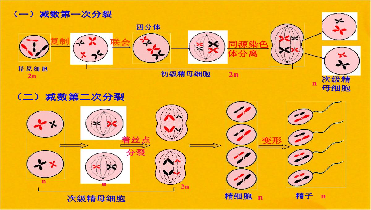 减数分裂和受精作用优质课件(共56张PPT)PPT模板_24