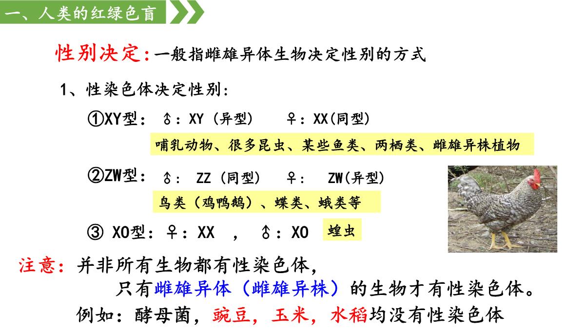 伴性遗传课件高一下学期生物人教版必修2PPT模板_08
