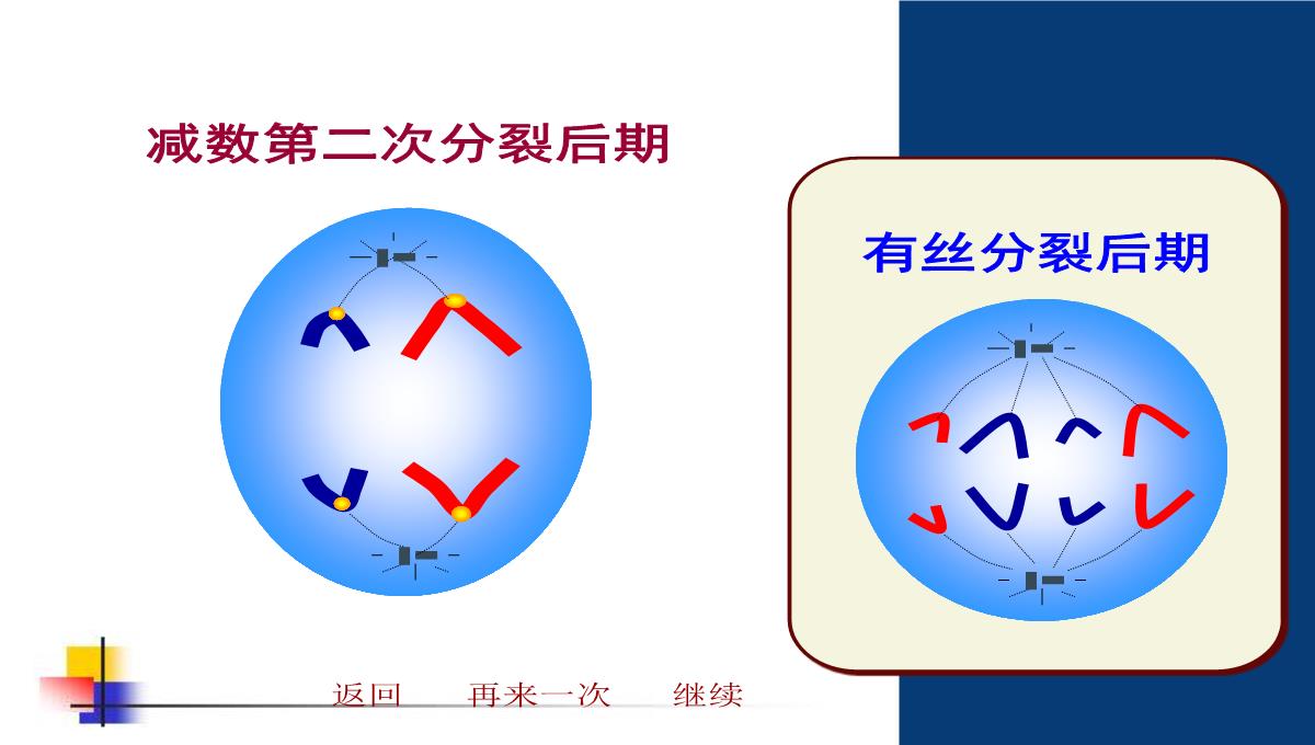 减数分裂和受精作用PPT模板_191