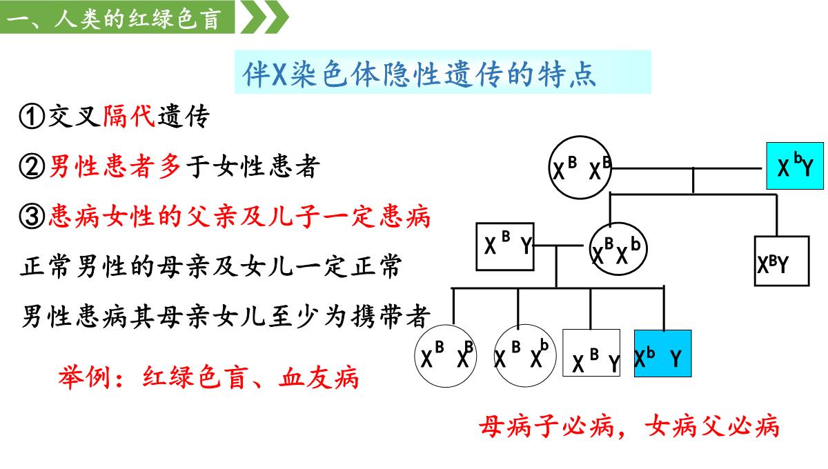 伴性遗传课件高一下学期生物人教版必修2PPT模板_23