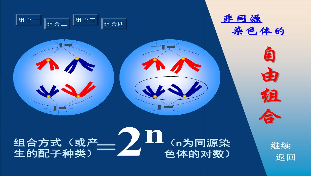 减数分裂和受精作用PPT模板_168