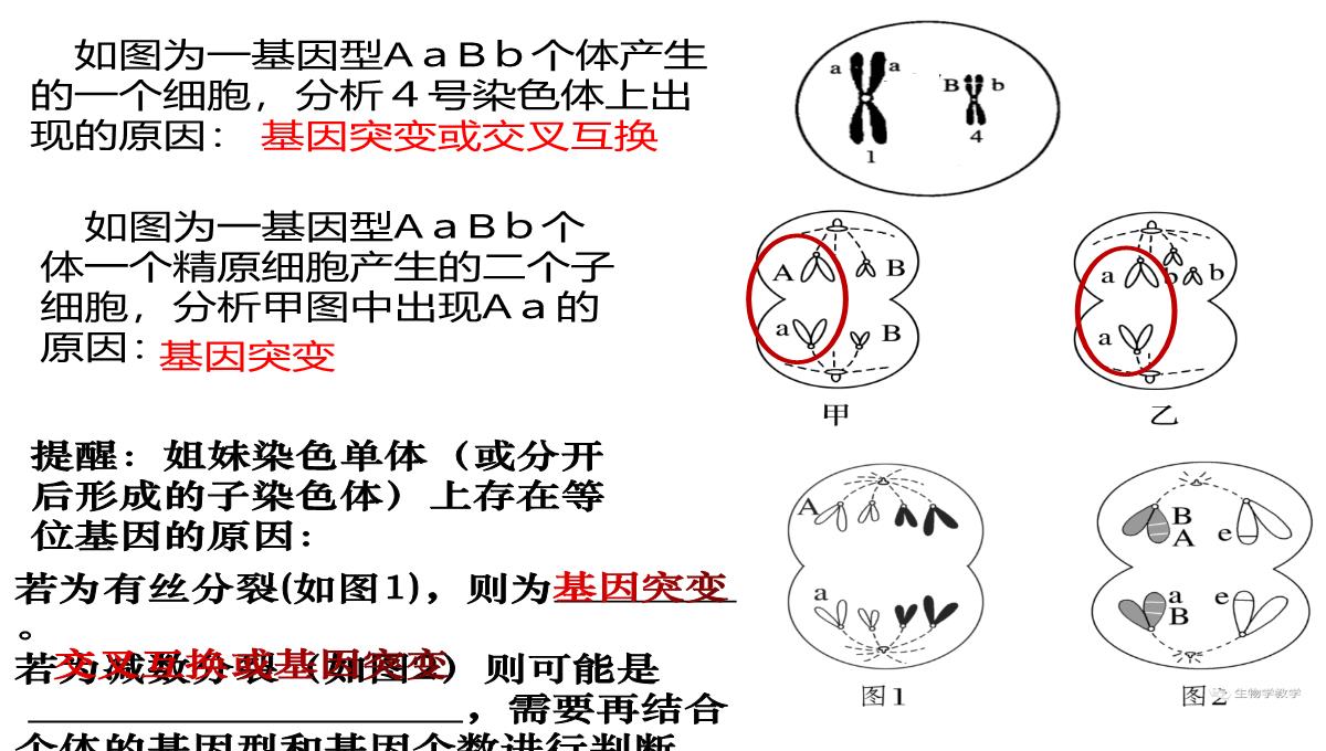 高三一轮复习生物课件：第11讲减数分裂和受精作用PPT模板_41