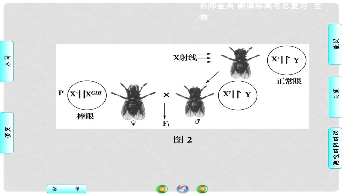 高考生物总复习-第1单元-第3讲-基因在染色体上和伴性遗传课件-新人教版必修2PPT模板_111