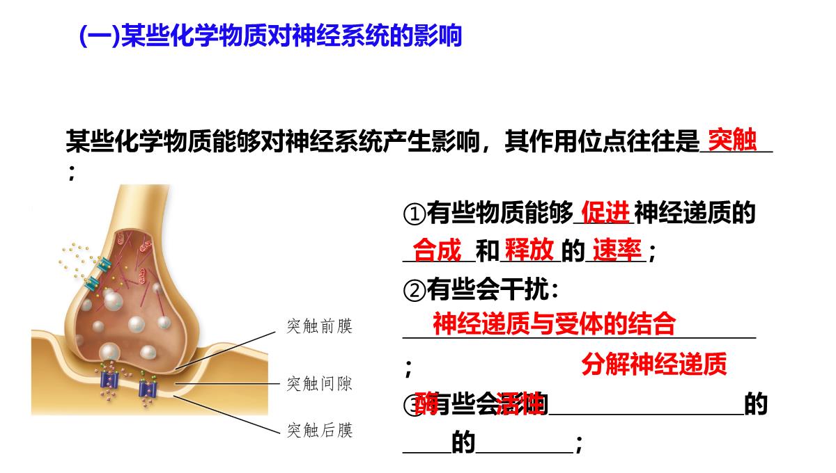 神经冲动的产生和传导课件2021-2022学年高二上学期生物人教版选择性必修一PPT模板_28