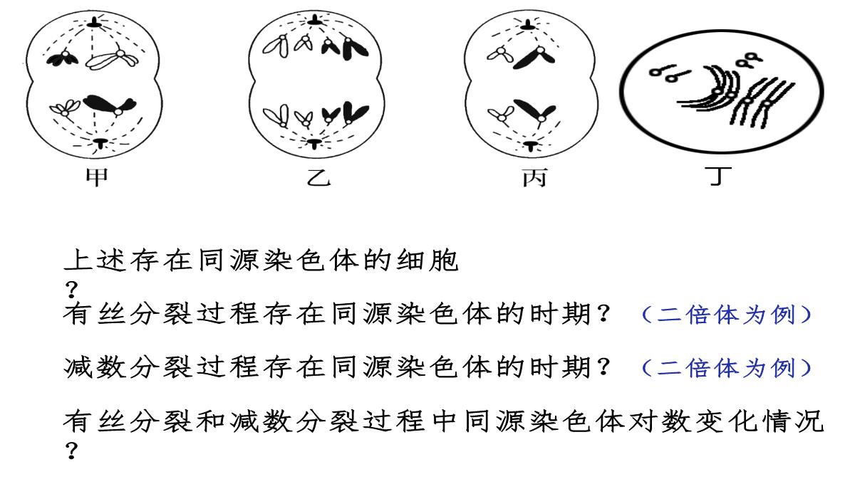 高三一轮复习生物课件：第11讲减数分裂和受精作用PPT模板_09