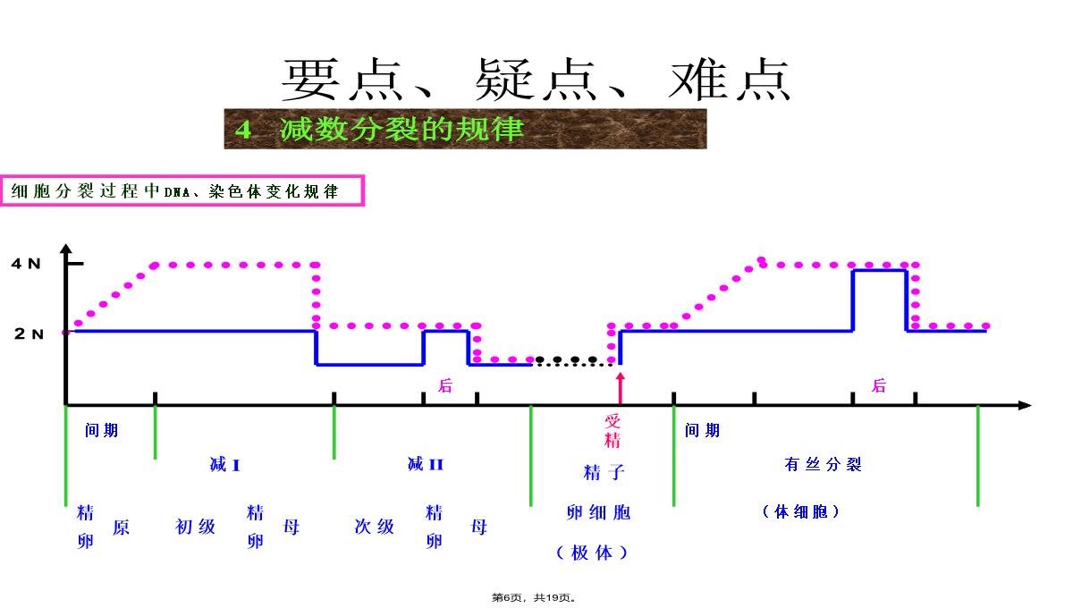 09届高三生物减数分裂和受精作用PPT模板_06