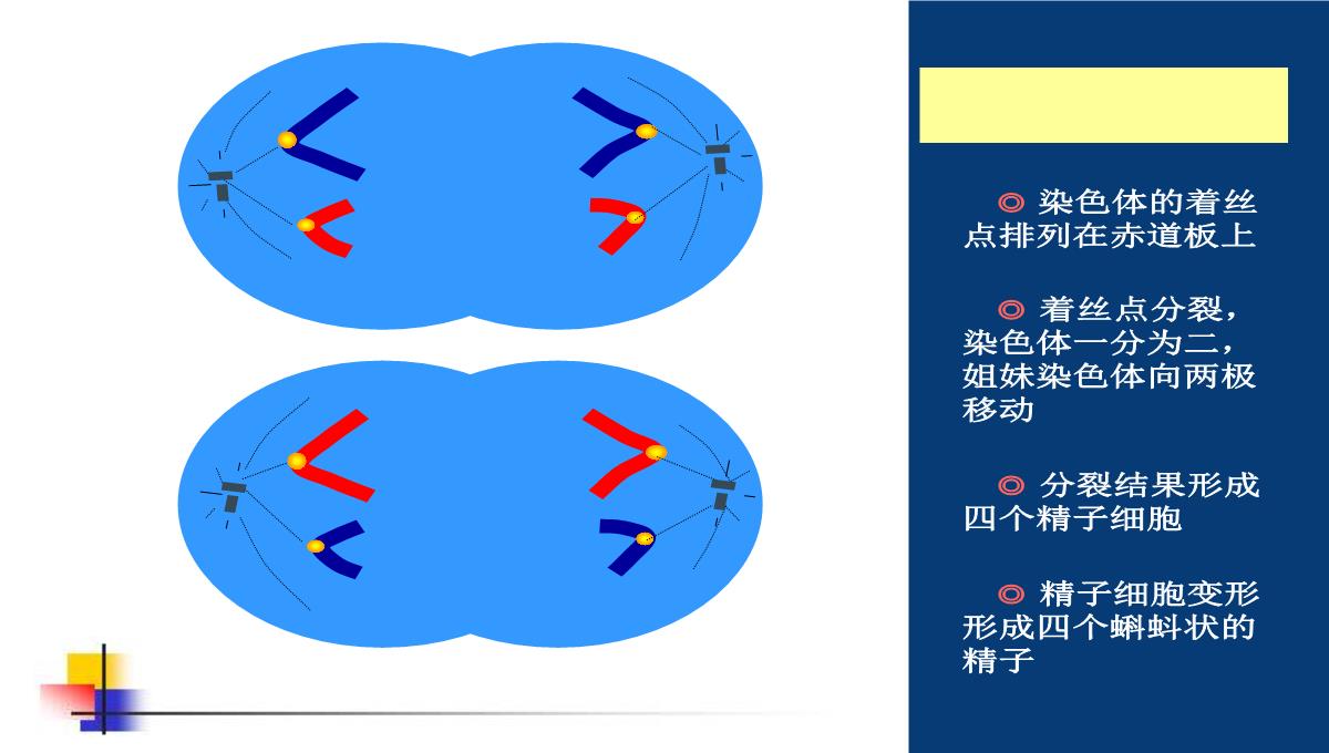 减数分裂和受精作用PPT模板_128