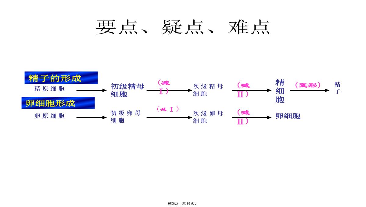 09届高三生物减数分裂和受精作用PPT模板_03