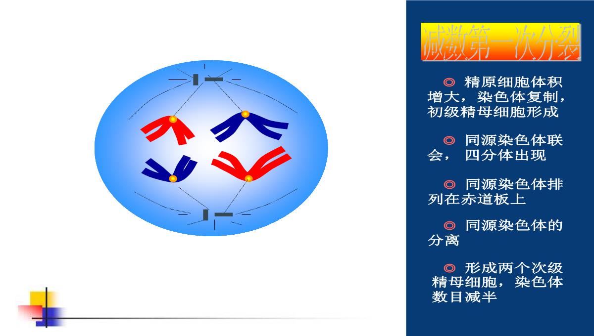 减数分裂和受精作用PPT模板_99