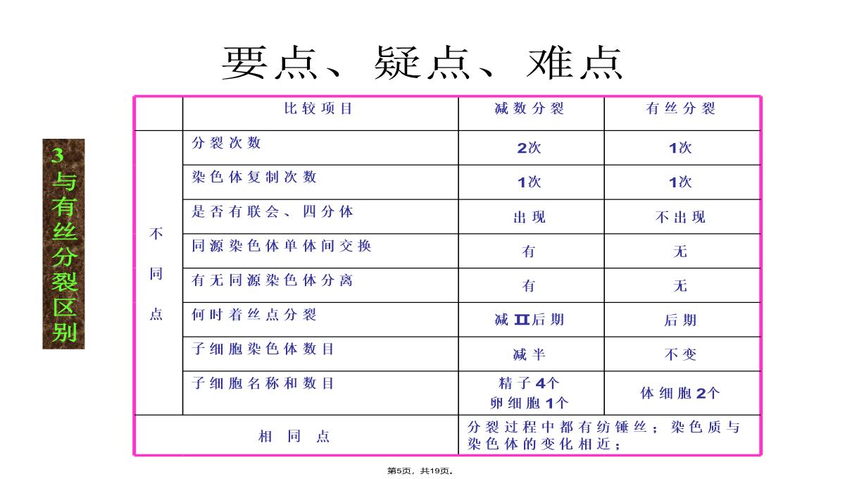 09届高三生物减数分裂和受精作用PPT模板_05