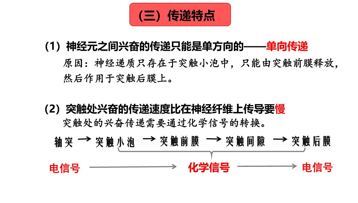 神经冲动的产生和传导课件2021-2022学年高二上学期生物人教版选择性必修一PPT模板_26