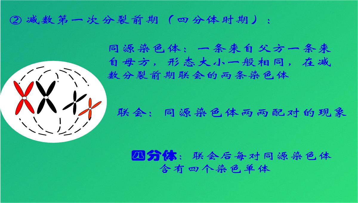 高减数分裂和受精作用(共69张PPT)PPT模板_23