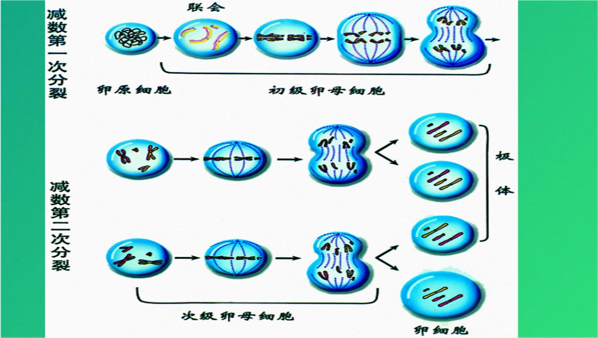 高减数分裂和受精作用(共69张PPT)PPT模板_45