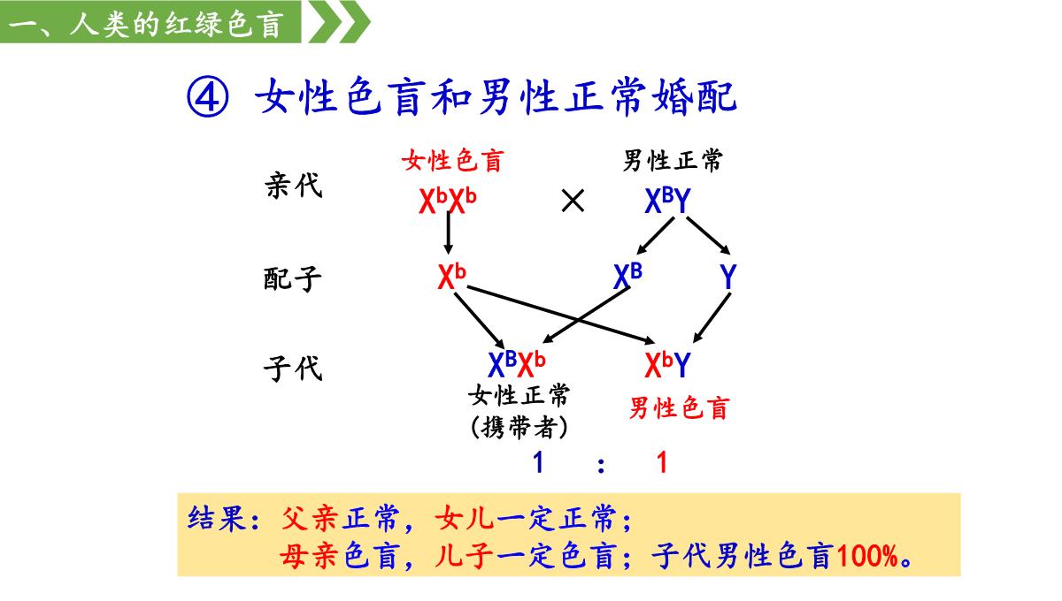 伴性遗传课件高一下学期生物人教版必修2PPT模板_21