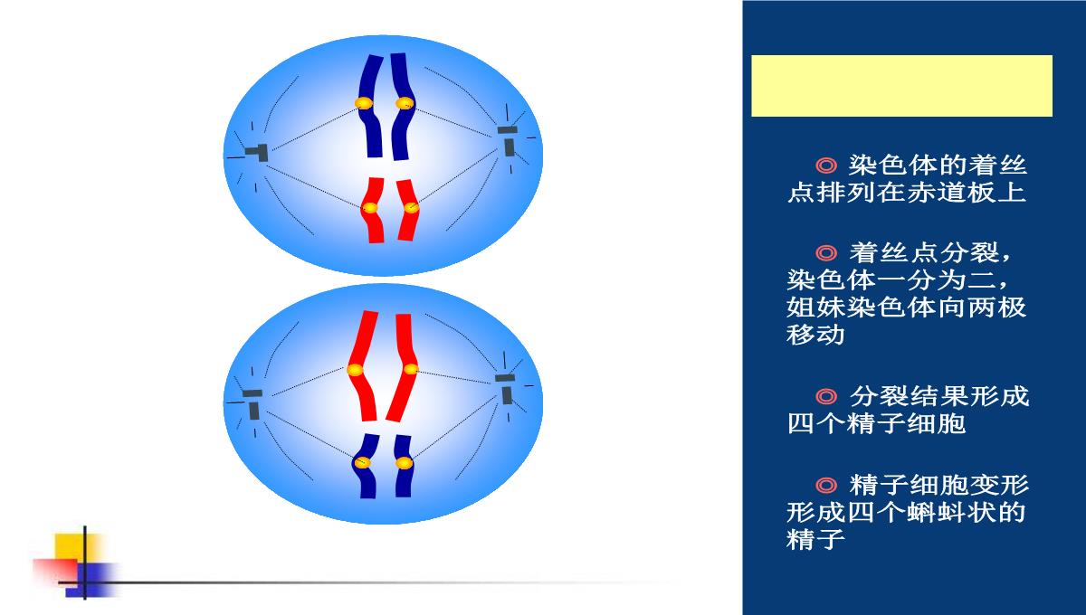 减数分裂和受精作用PPT模板_119