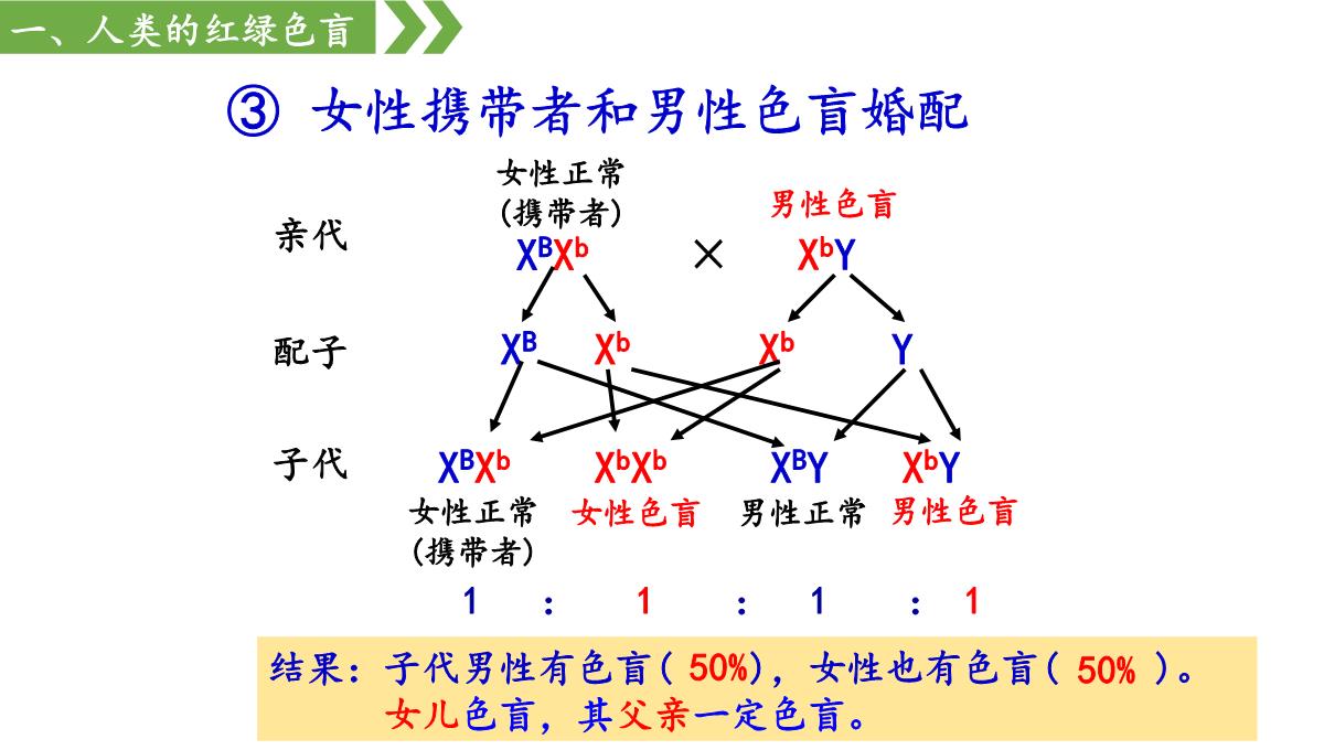 伴性遗传课件高一下学期生物人教版必修2PPT模板_20