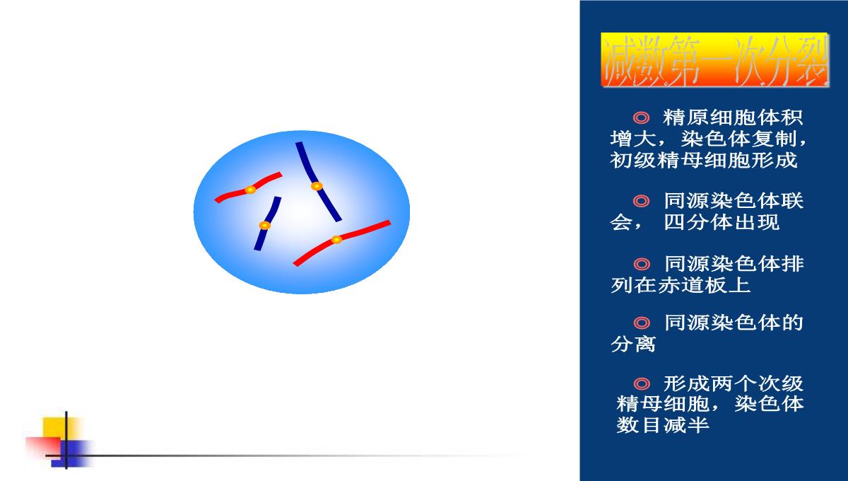 减数分裂和受精作用PPT模板_73