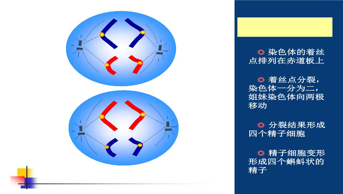 减数分裂和受精作用PPT模板_122