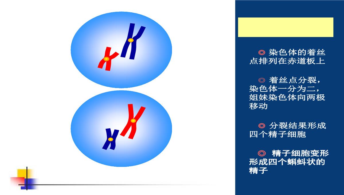 减数分裂和受精作用PPT模板_114