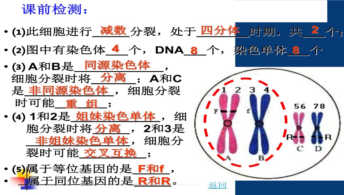 减数分裂和受精作用PPT模板_159