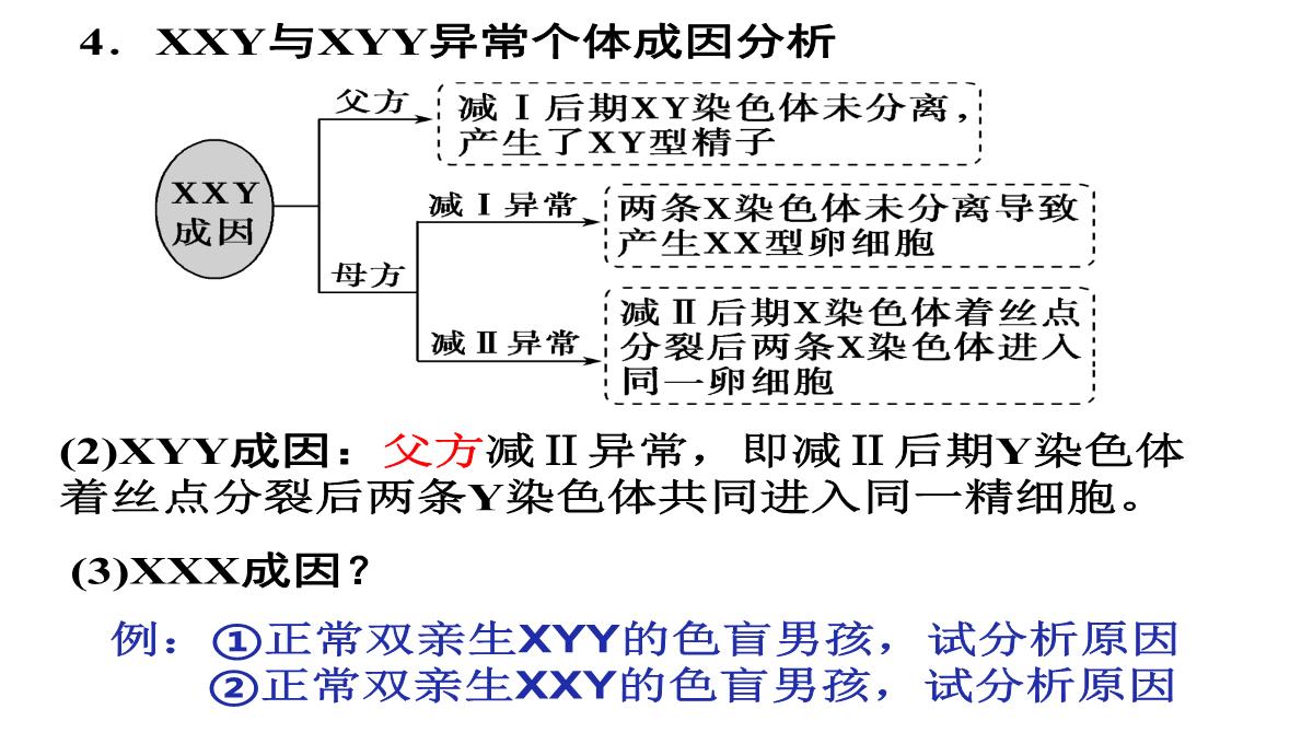 高三一轮复习生物课件：第11讲减数分裂和受精作用PPT模板_44