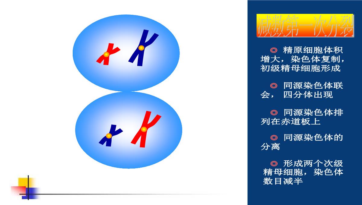 减数分裂和受精作用PPT模板_111