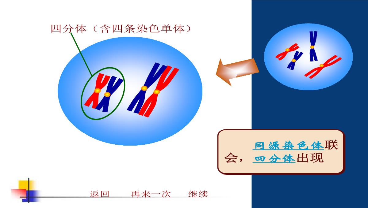 减数分裂和受精作用PPT模板_87