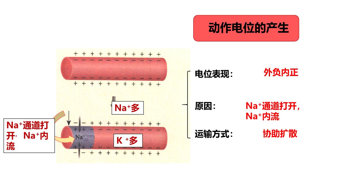 神经冲动的产生和传导课件2021-2022学年高二上学期生物人教版选择性必修一PPT模板_12