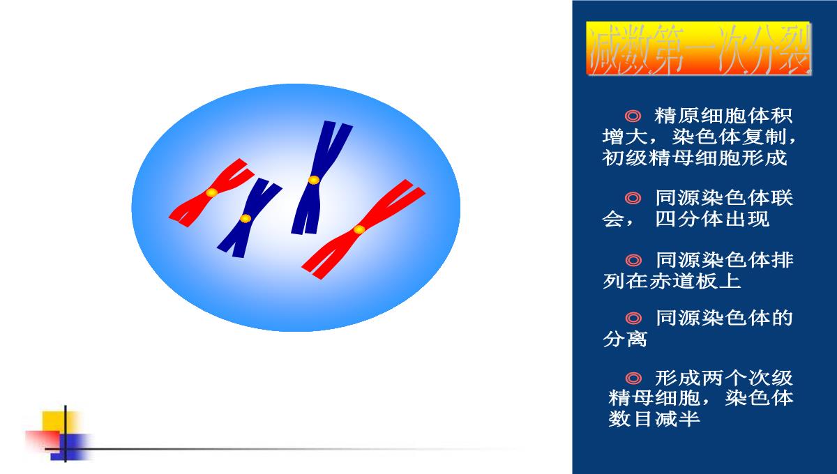 减数分裂和受精作用PPT模板_82