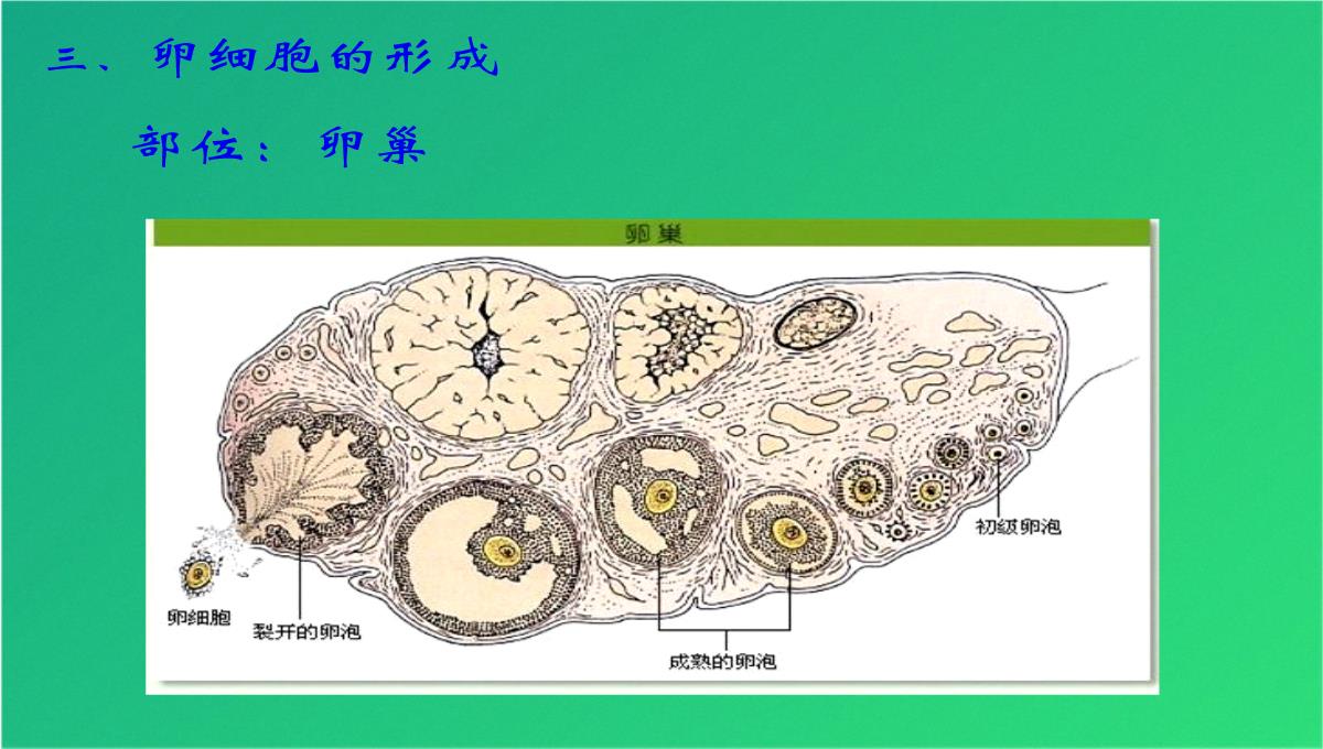 高减数分裂和受精作用(共69张PPT)PPT模板_44