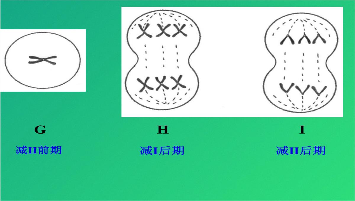 高减数分裂和受精作用(共69张PPT)PPT模板_56