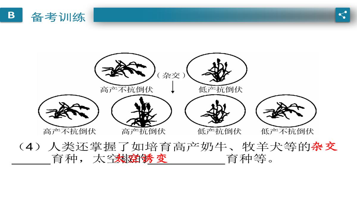 广东中考生物一轮复习课件：第六章-考点12-遗传育种在实践上的应用PPT模板_11