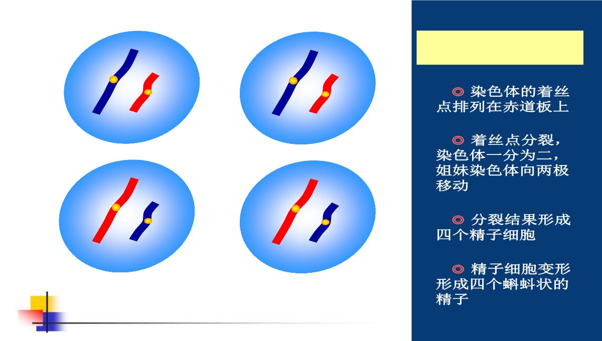 减数分裂和受精作用PPT模板_137