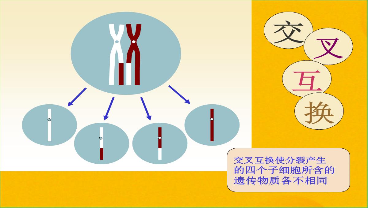 减数分裂和受精作用优质课件(共56张PPT)PPT模板_35