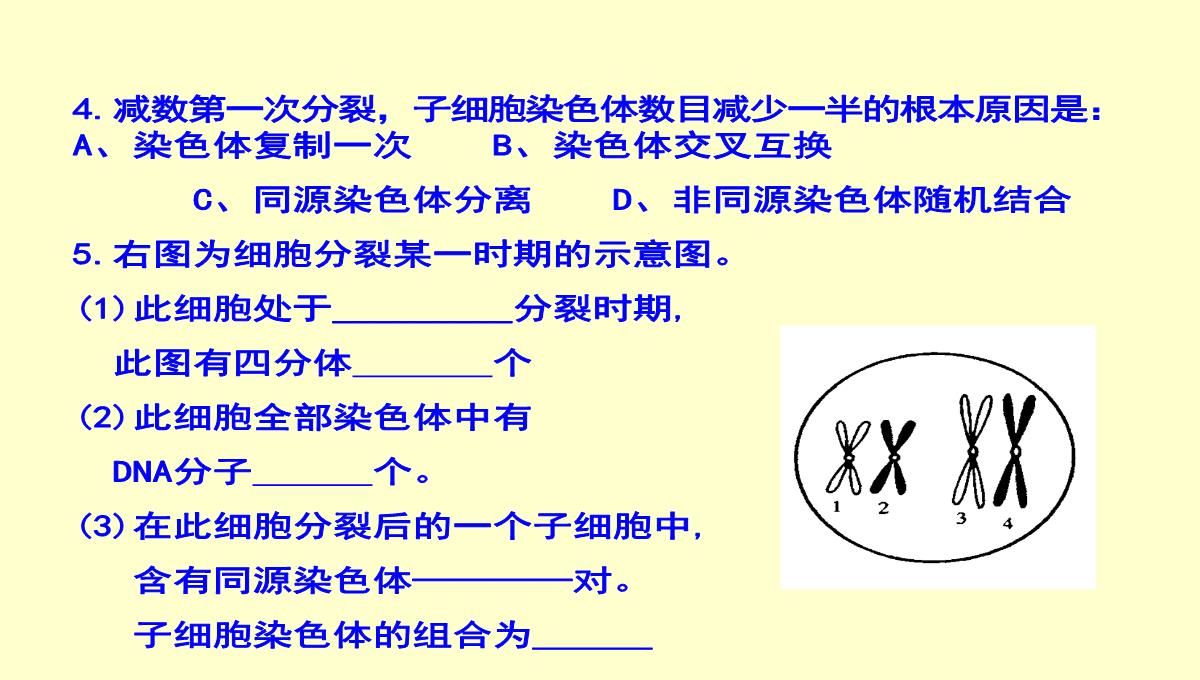 减数分裂和受精作用PPT模板_197