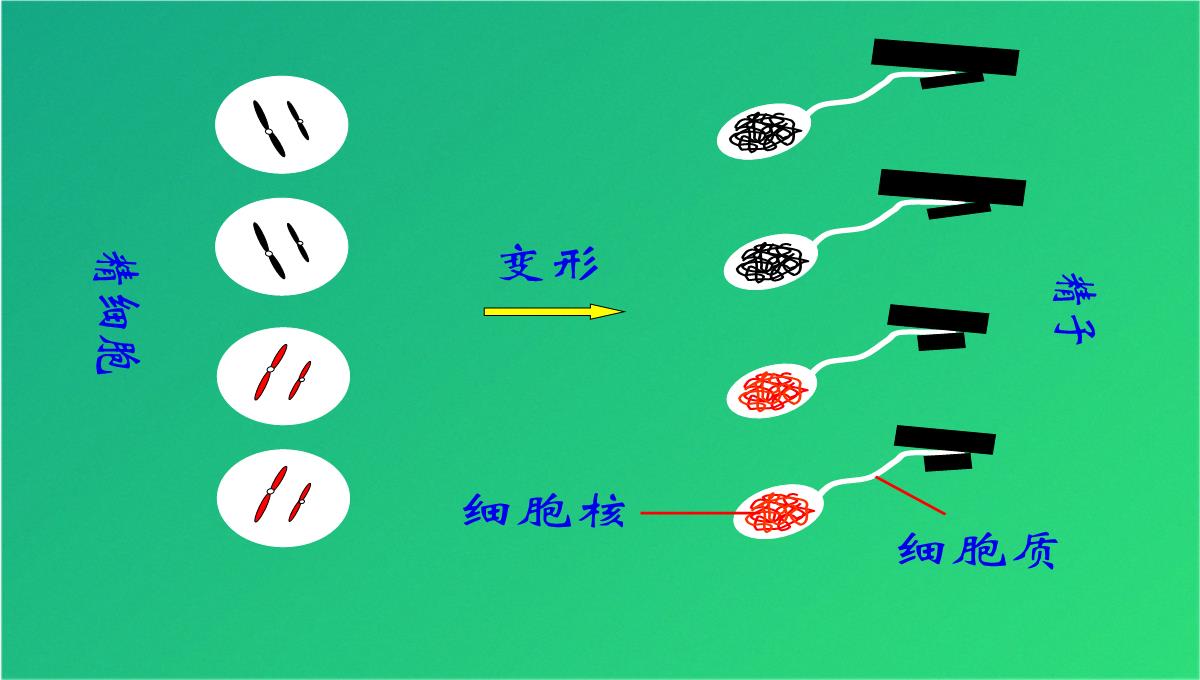 高减数分裂和受精作用(共69张PPT)PPT模板_37