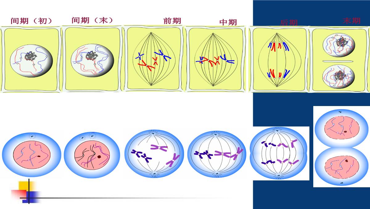 减数分裂和受精作用PPT模板_02