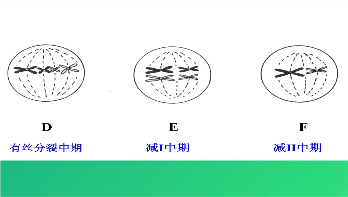 高减数分裂和受精作用(共69张PPT)PPT模板_51