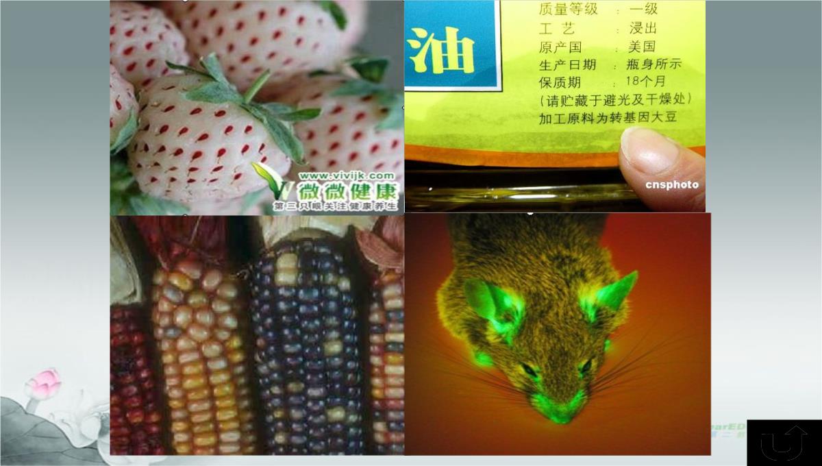 威海市第九中学中考生物-基因控制生物的性状课件PPT模板_18