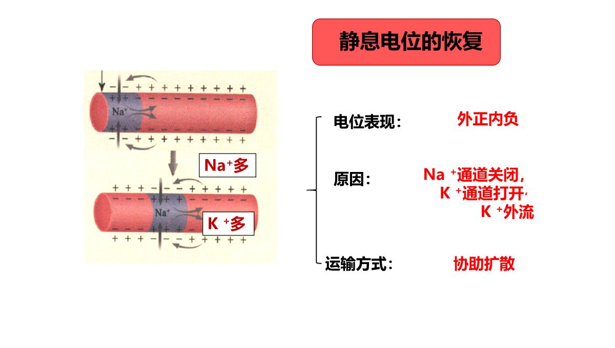 神经冲动的产生和传导课件2021-2022学年高二上学期生物人教版选择性必修一PPT模板_14