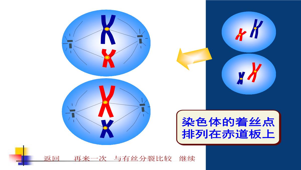 减数分裂和受精作用PPT模板_117