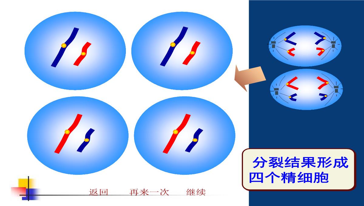 减数分裂和受精作用PPT模板_134