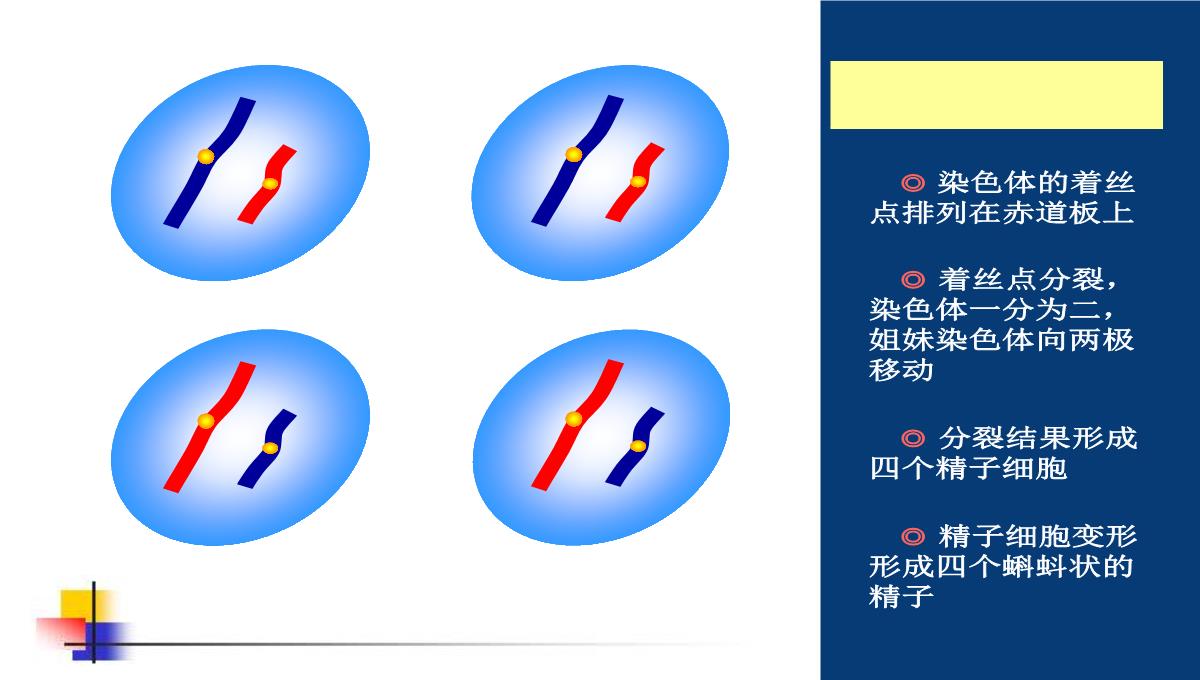 减数分裂和受精作用PPT模板_138