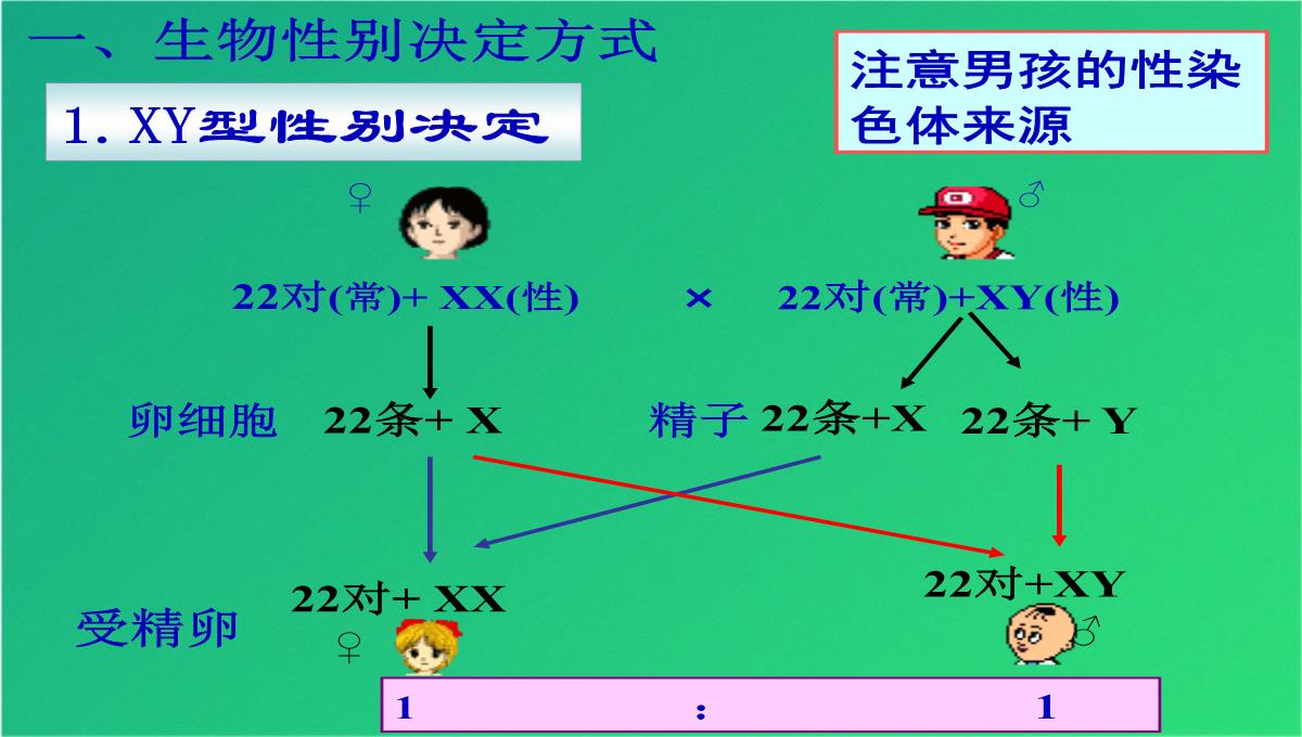 高三人教伴性遗传(共47张PPT)PPT模板_05