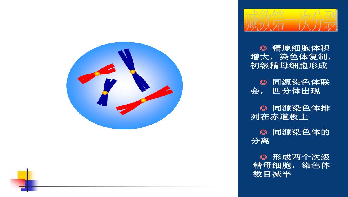 减数分裂和受精作用PPT模板_77