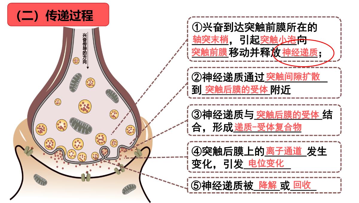 神经冲动的产生和传导课件2021-2022学年高二上学期生物人教版选择性必修一PPT模板_24