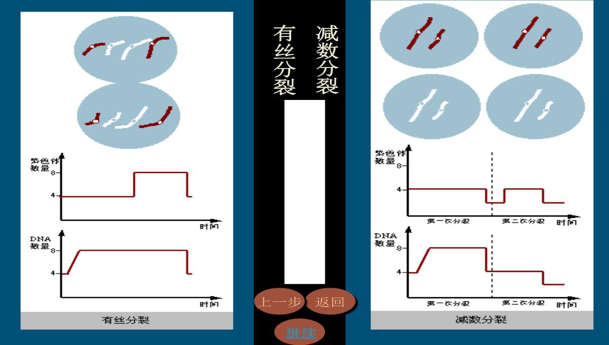 减数分裂和受精作用PPT模板_150