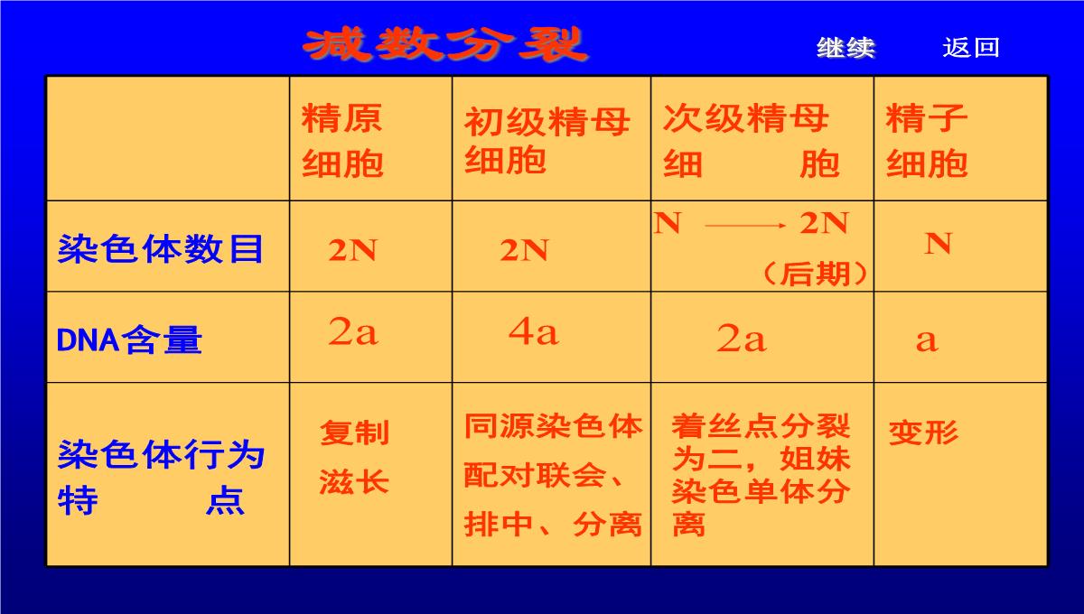 减数分裂和受精作用PPT模板_194