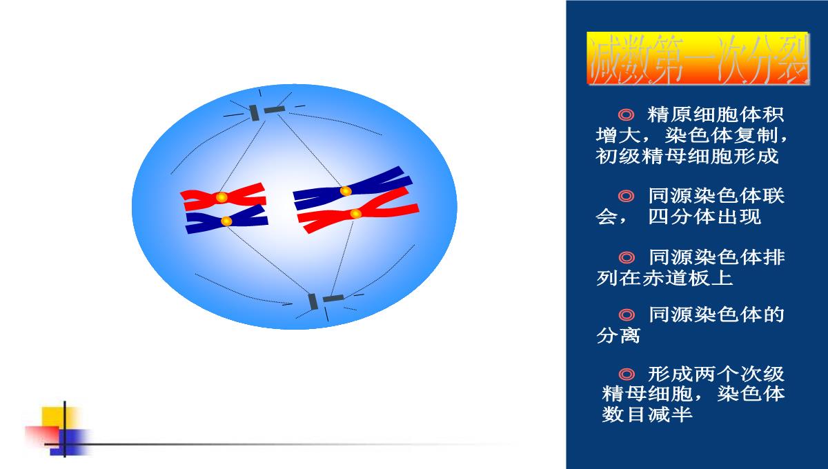 减数分裂和受精作用PPT模板_95