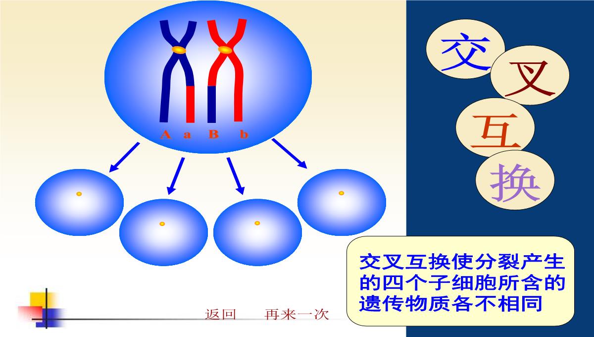 减数分裂和受精作用PPT模板_177